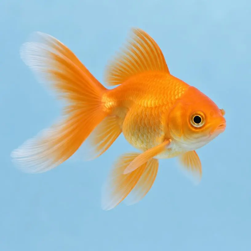 Fish — coming soon